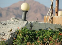 Phylloscopus collybita