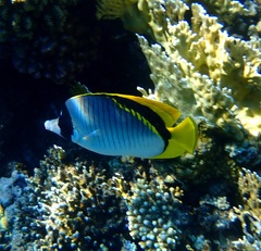 Chaetodon lineolatus