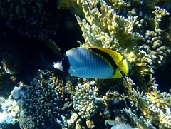 Chaetodon lineolatus