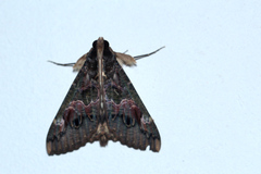 Sphingomorpha chlorea