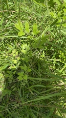 Lygodium japonicum