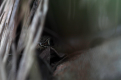 Psammophis mossambicus