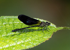 Euphaea aspasia
