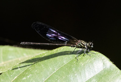 Euphaea aspasia