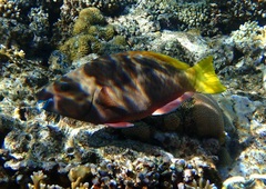 Scarus ferrugineus
