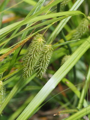 Carex fascicularis