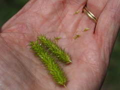 Carex fascicularis