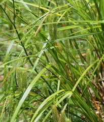 Carex fascicularis