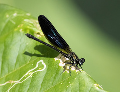 Euphaea aspasia