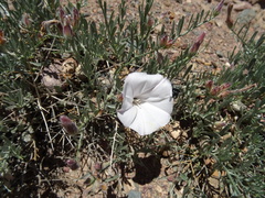 Convolvulus tragacanthoides