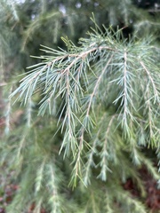 Cedrus