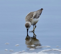 Charadrius obscurus aquilonius