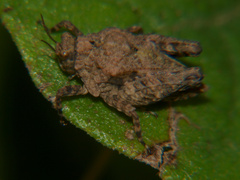 Dasyleurotettix infaustus