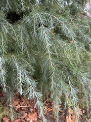 Cedrus