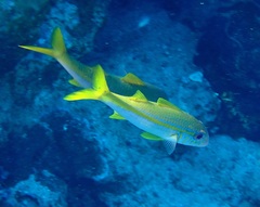 Mulloidichthys vanicolensis