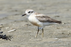 Charadrius obscurus aquilonius