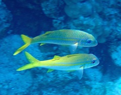 Mulloidichthys vanicolensis