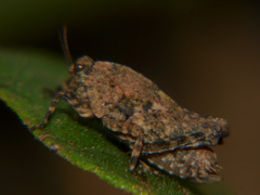 Dasyleurotettix infaustus