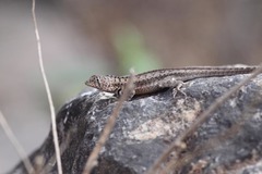 Microlophus koepckeorum