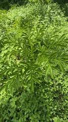 Amorphophallus