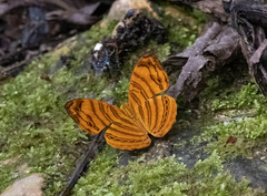 Chersonesia rahria