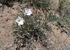 Convolvulus tragacanthoides