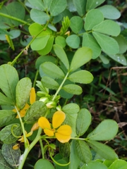 Senna uniflora