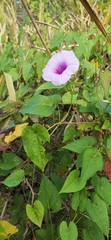 Ipomoea tiliacea