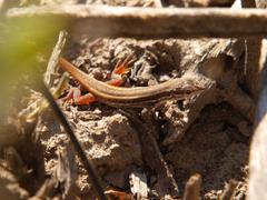 Meroles squamulosus