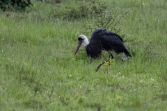 Ciconia microscelis