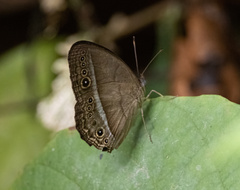 Mycalesis orseis
