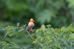 Euplectes hordeaceus