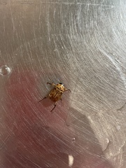 Cyclocephala signaticollis