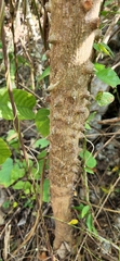 Zanthoxylum caribaeum