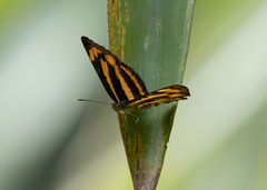 Pantoporia