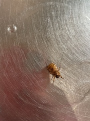Cyclocephala signaticollis