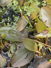 Potamogeton cheesemanii