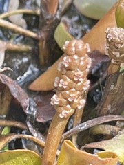 Potamogeton cheesemanii