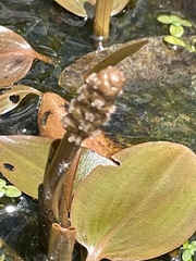 Potamogeton cheesemanii