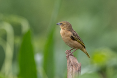 Ploceus jacksoni