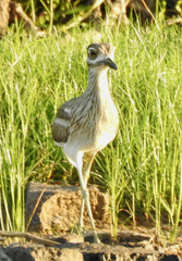 Burhinus vermiculatus