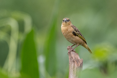 Ploceus jacksoni
