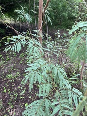 Leucaena pulverulenta