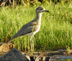 Burhinus vermiculatus
