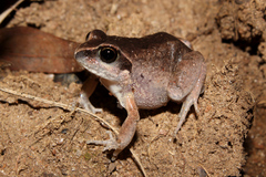 Arthroleptis stenodactylus