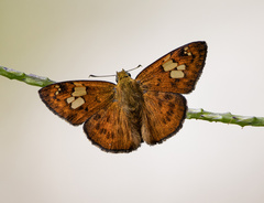 Pseudocoladenia dan
