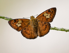 Pseudocoladenia dan
