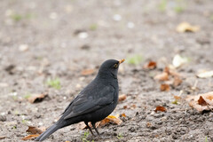 Turdus merula