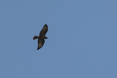 Buteo oreophilus