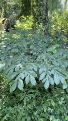 Amorphophallus paeoniifolius